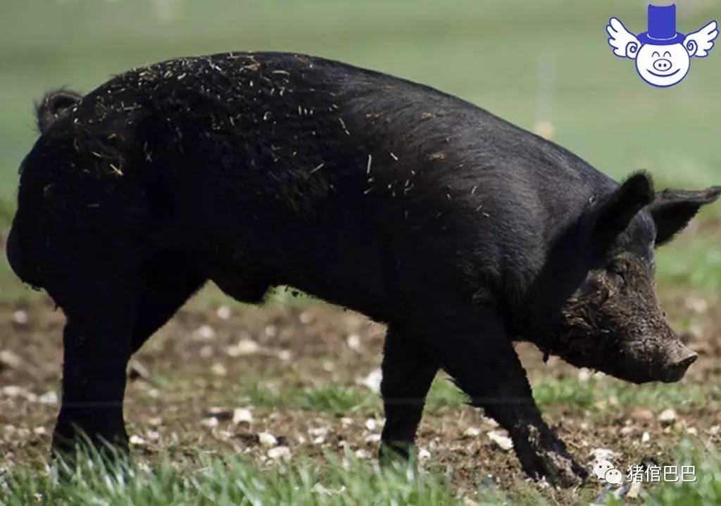 猪穿黑色图片