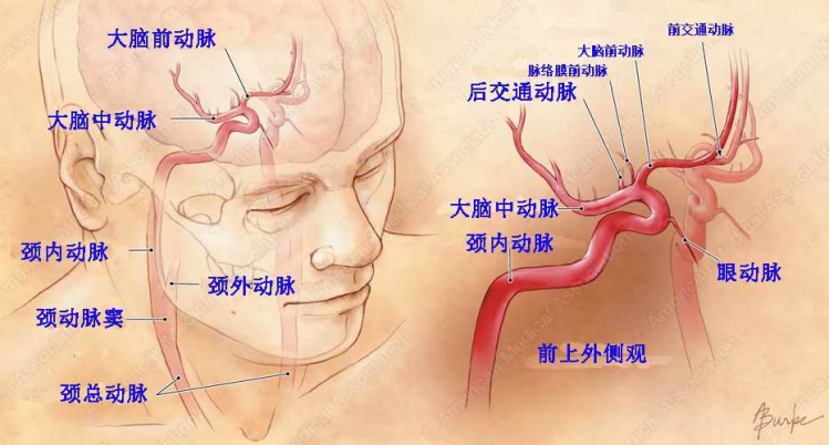 人体颈动脉血管分布图图片