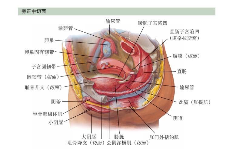 盆腔腹腔分界解剖图图片