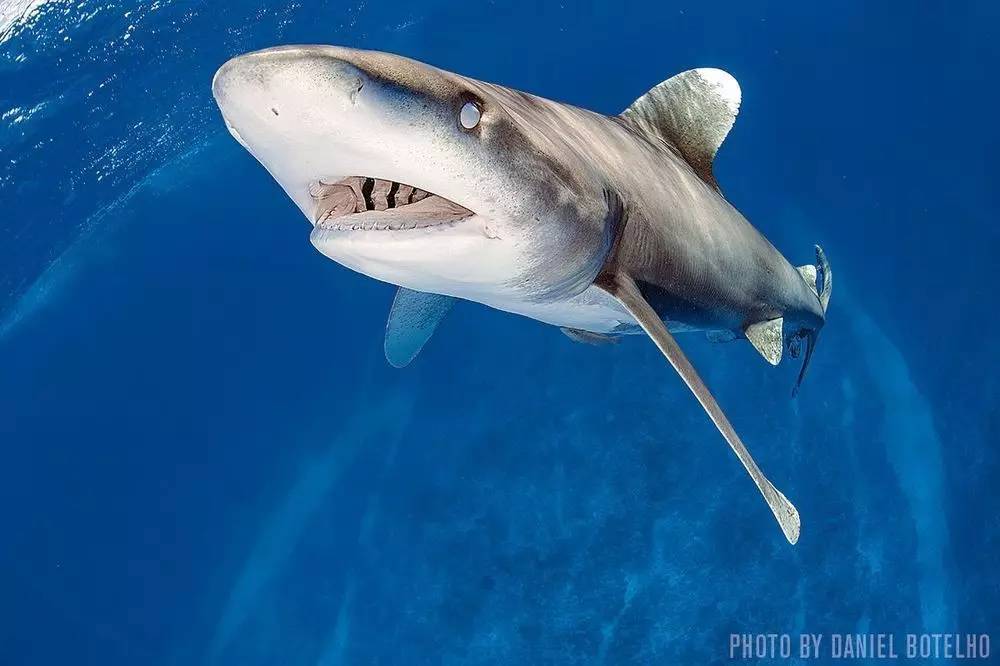世界上最帅的鲨鱼图片