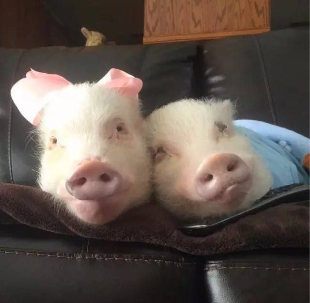 两只猪的亲密合照高清图片