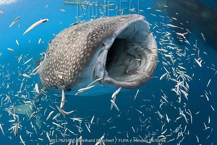 任何被鳃条间过滤器官所阻隔的小型生物都会被鲸鲨一口吞下