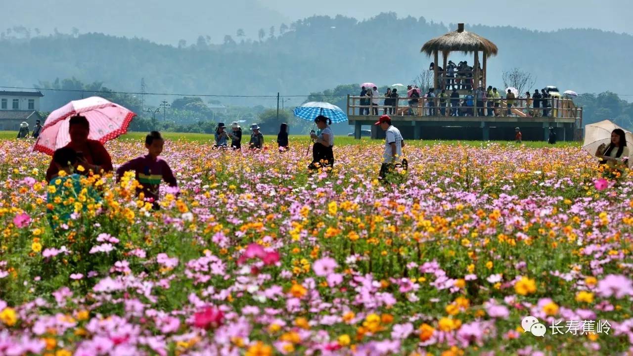 一股分红960元,蕉岭长潭上合花海参股村民喜笑颜开.