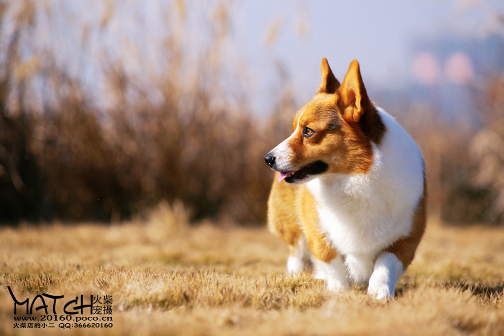 本病的预防主要是采取正确的饲养管理方法