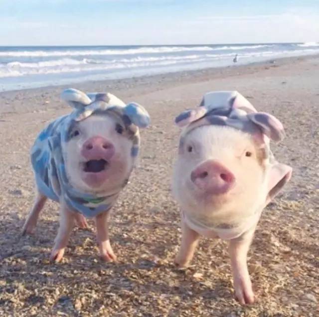 两只可爱的猪猪萌到心里去了