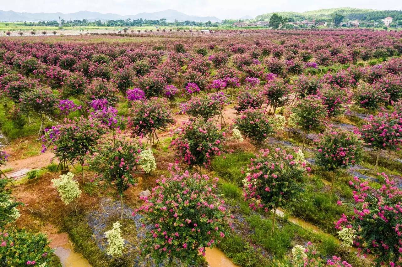 刘佳摄 此番花海美景,不禁吸引了摄影爱好者们,记录下这繁花似锦的