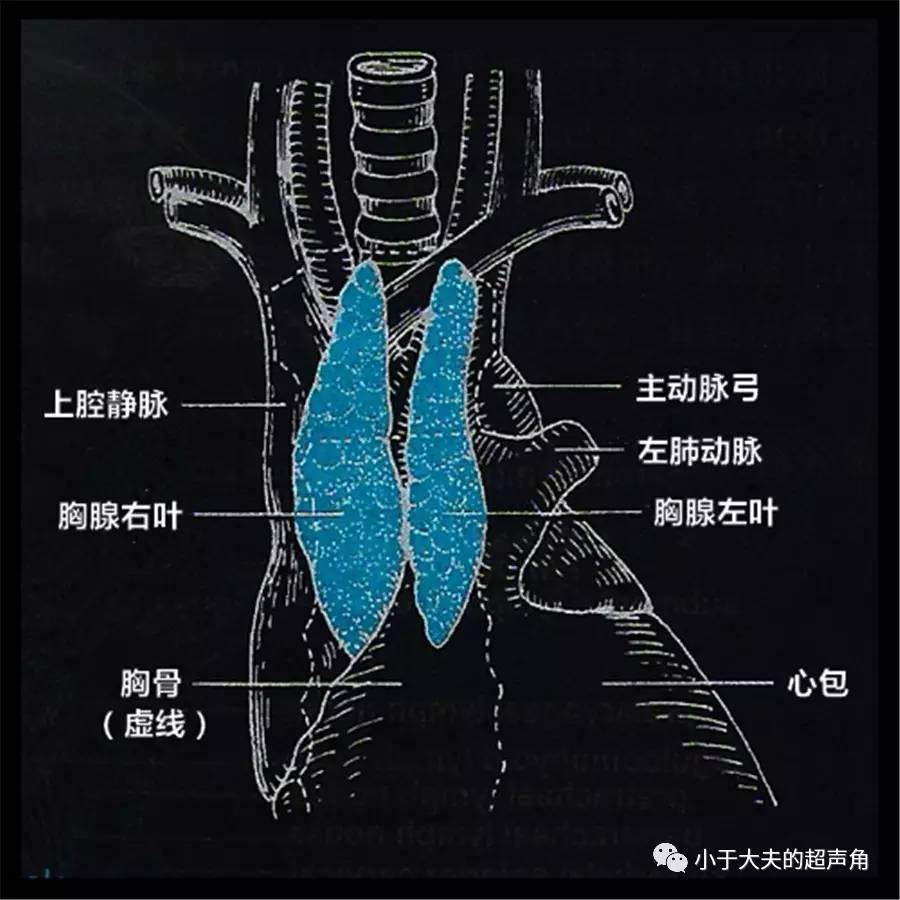 胸腺 解剖图图片
