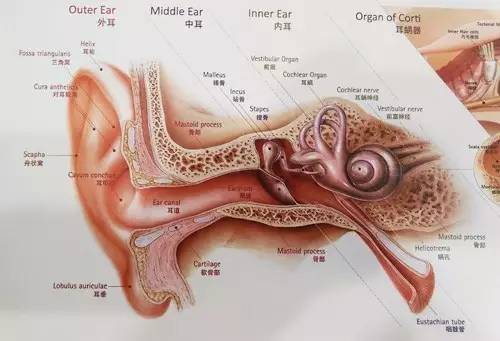 耳屎在哪个位置图解图片