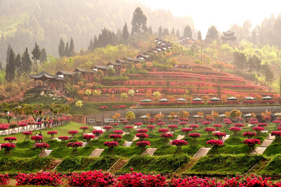 遂宁市市花图片