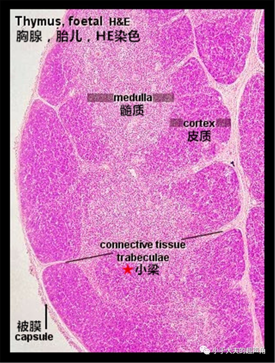 胸腺组织切片图片