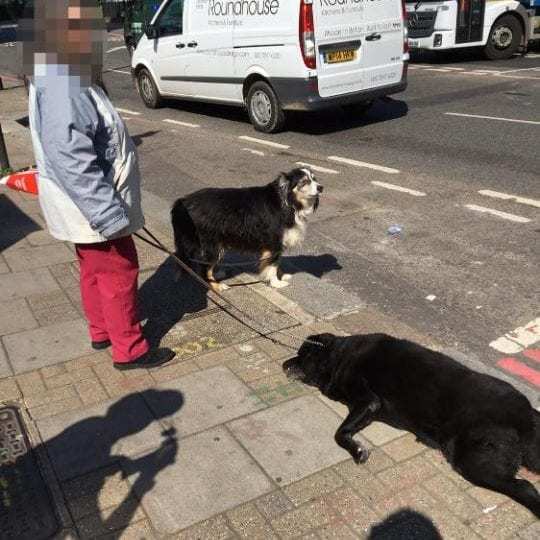 边境牧羊犬站在一边,而拉布拉多则陈尸在大太阳之下.