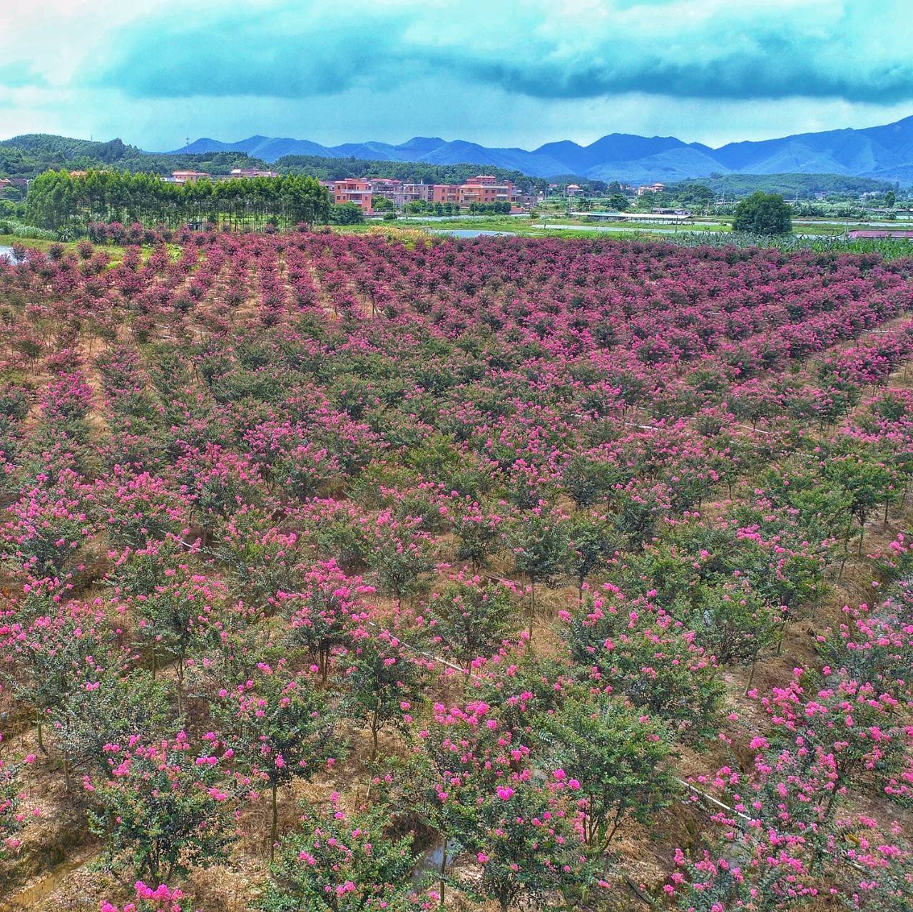 刘佳摄 此番花海美景,不禁吸引了摄影爱好者们,记录下这繁花似锦的