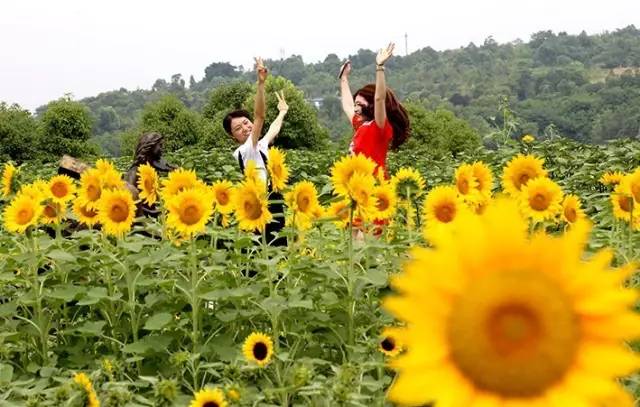 重庆最美太阳花海这份超全的向日葵地图赶紧收藏