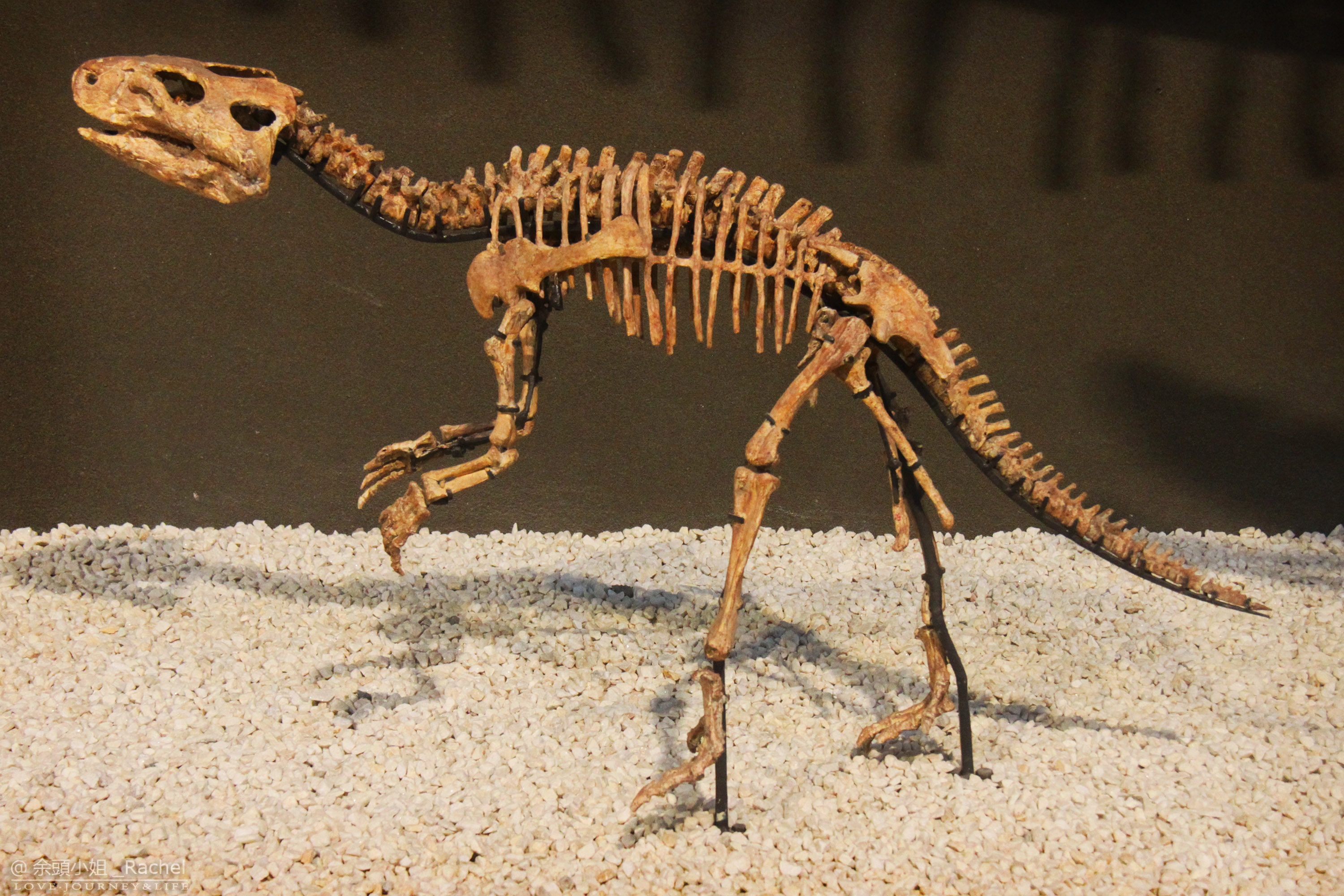 3万多件古动物化石 带你走过几世纪