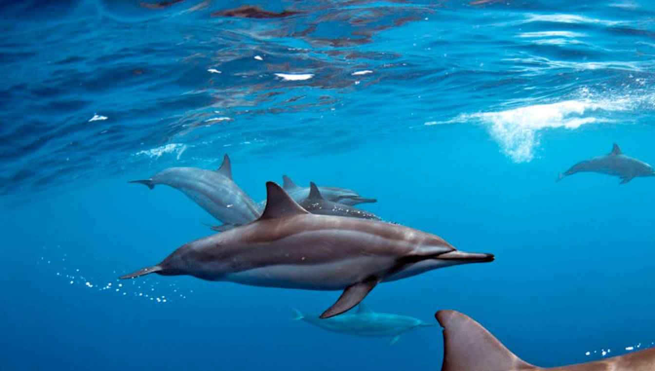 毛里求斯black river 海湾有一个大型海豚群落在这里长期居住,每天