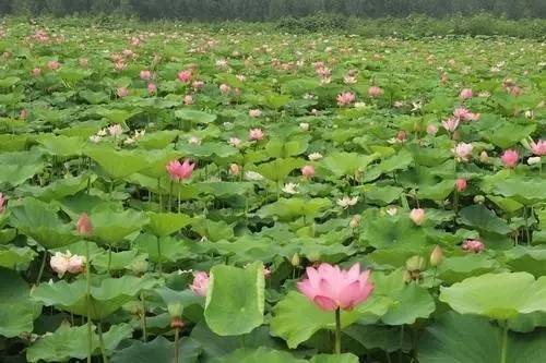 近年来,刘宋镇不断丰富万亩荷塘的文化故事,用文化将各个荷园景点串联