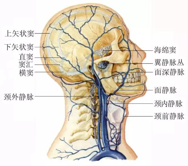 左侧颈内静脉图片