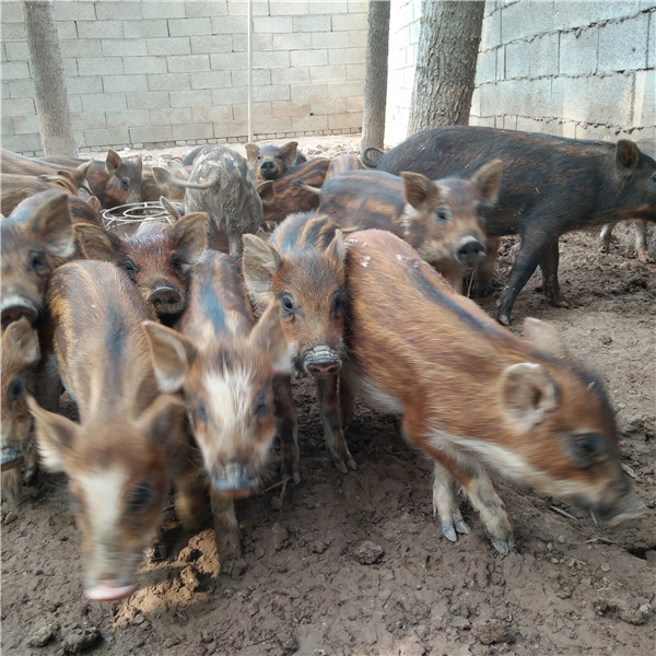 巴马香猪种猪小香猪养殖