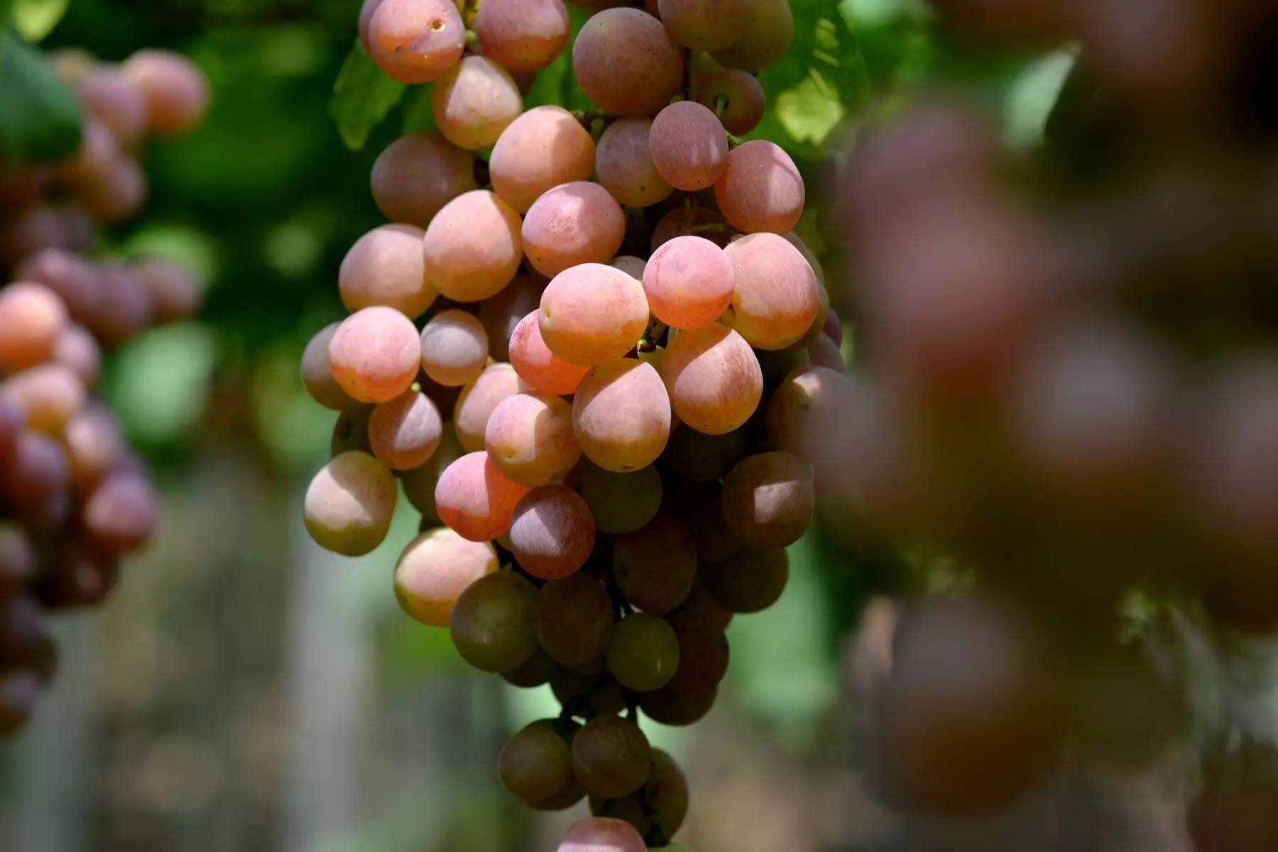 平阳喜乐葡萄园的葡萄开始熟了甜了可以去采摘了