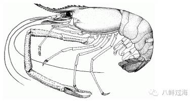 鳌虾实验手绘图图片