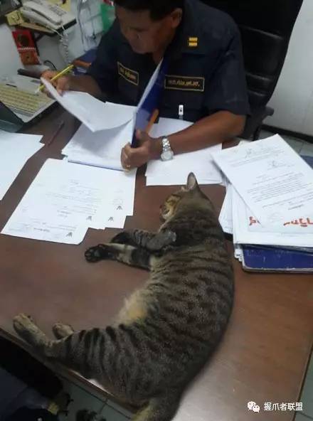 泰国警察局意外闯入一只小猫咪,卖萌撒泼,其实是来碰瓷的!