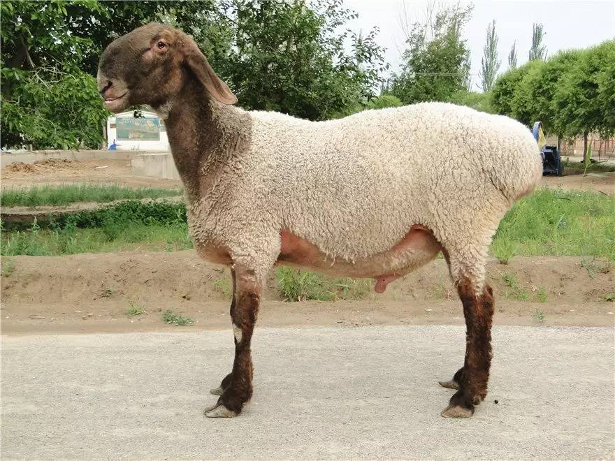 中国体型最大的羊图片