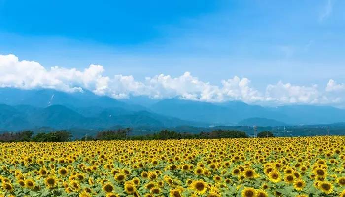 盛夏好光景日本向日葵之旅