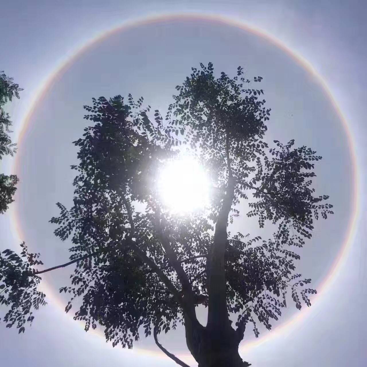 杭州天空現奇觀,你的朋友圈直播了嗎!據說是太陽被熱暈了!