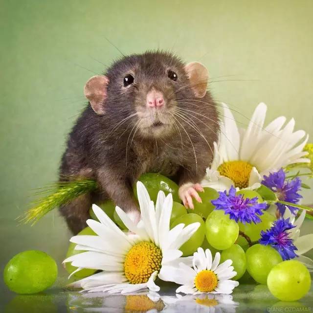 最美的老鼠写真,好萌好可爱