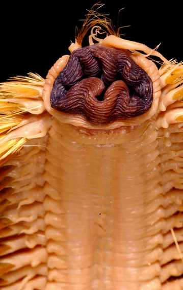 巨型海虫的图片图片