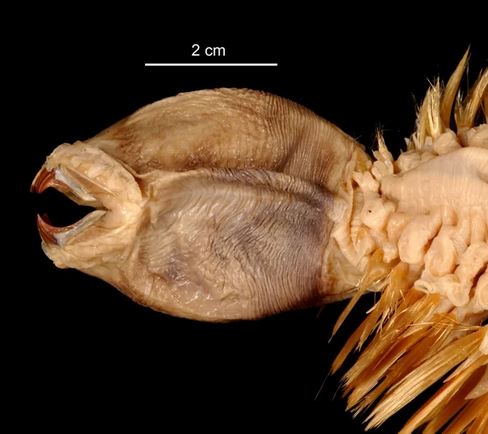 南极奇特巨型海鳞虫:身体遍布刚硬鬃毛 牙齿会伸长