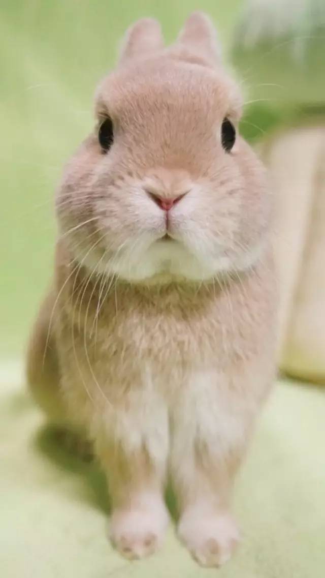 小兔兔照片手机壁纸图片