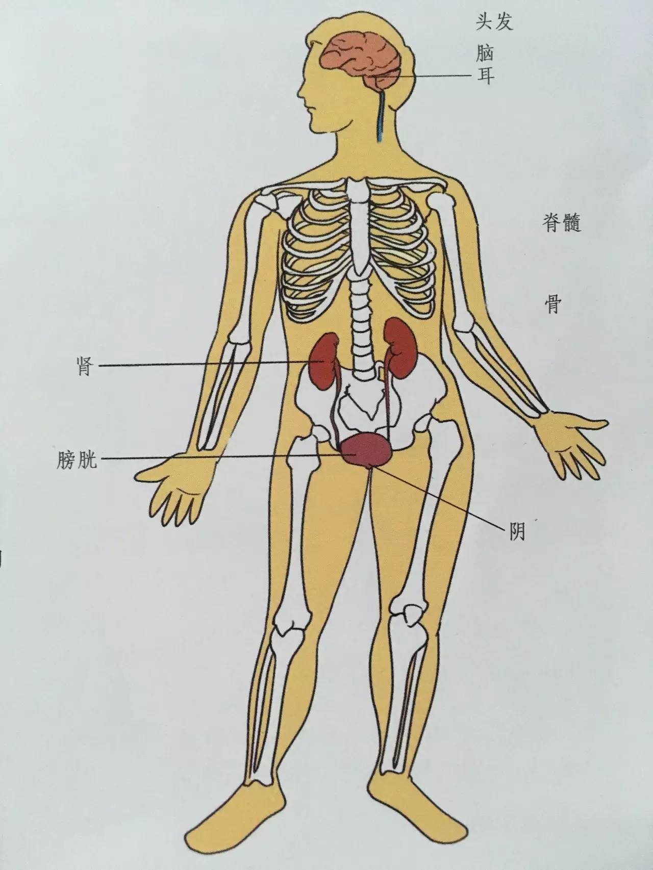 人体肾的位置清晰图图片