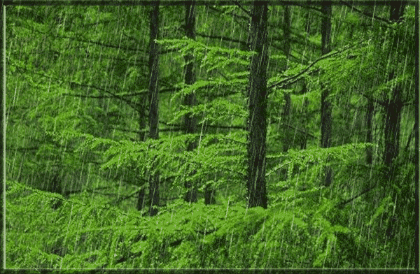 森林动态壁纸图片