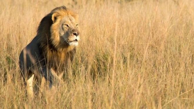 津巴布韦名狮塞西尔两年前被杀其子如今再遭猎杀