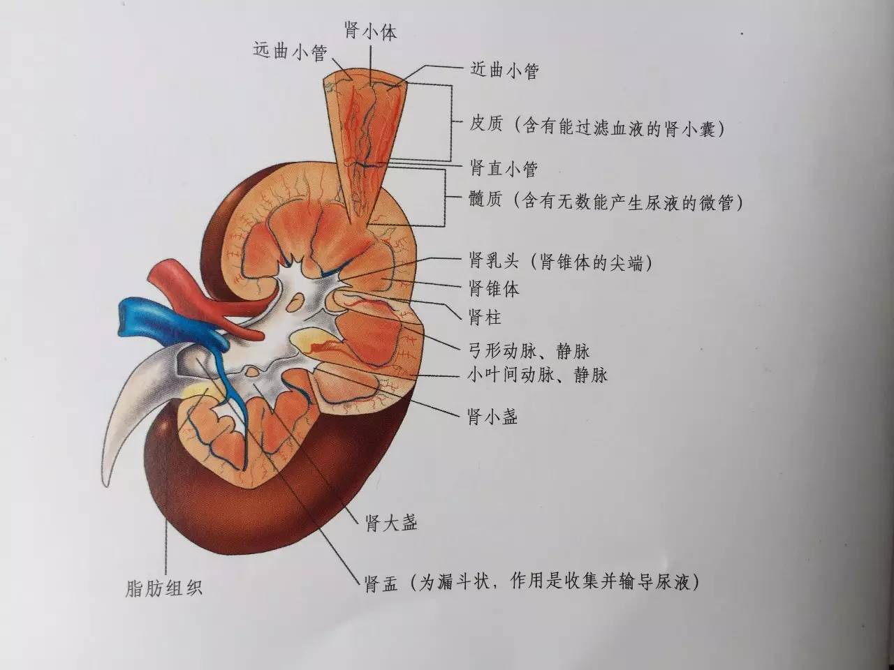肾小体的解剖图图片