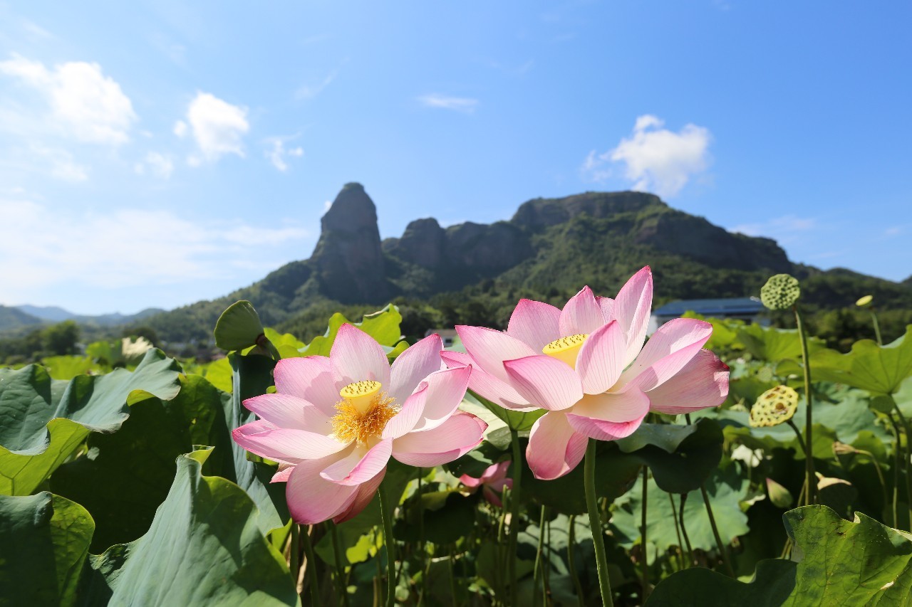 你好,我是石城.我已婷婷,等你来赴夏天的约会