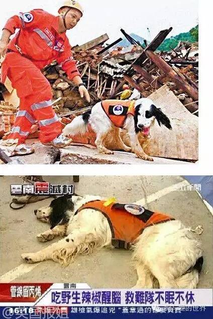 搜救犬海啸图片