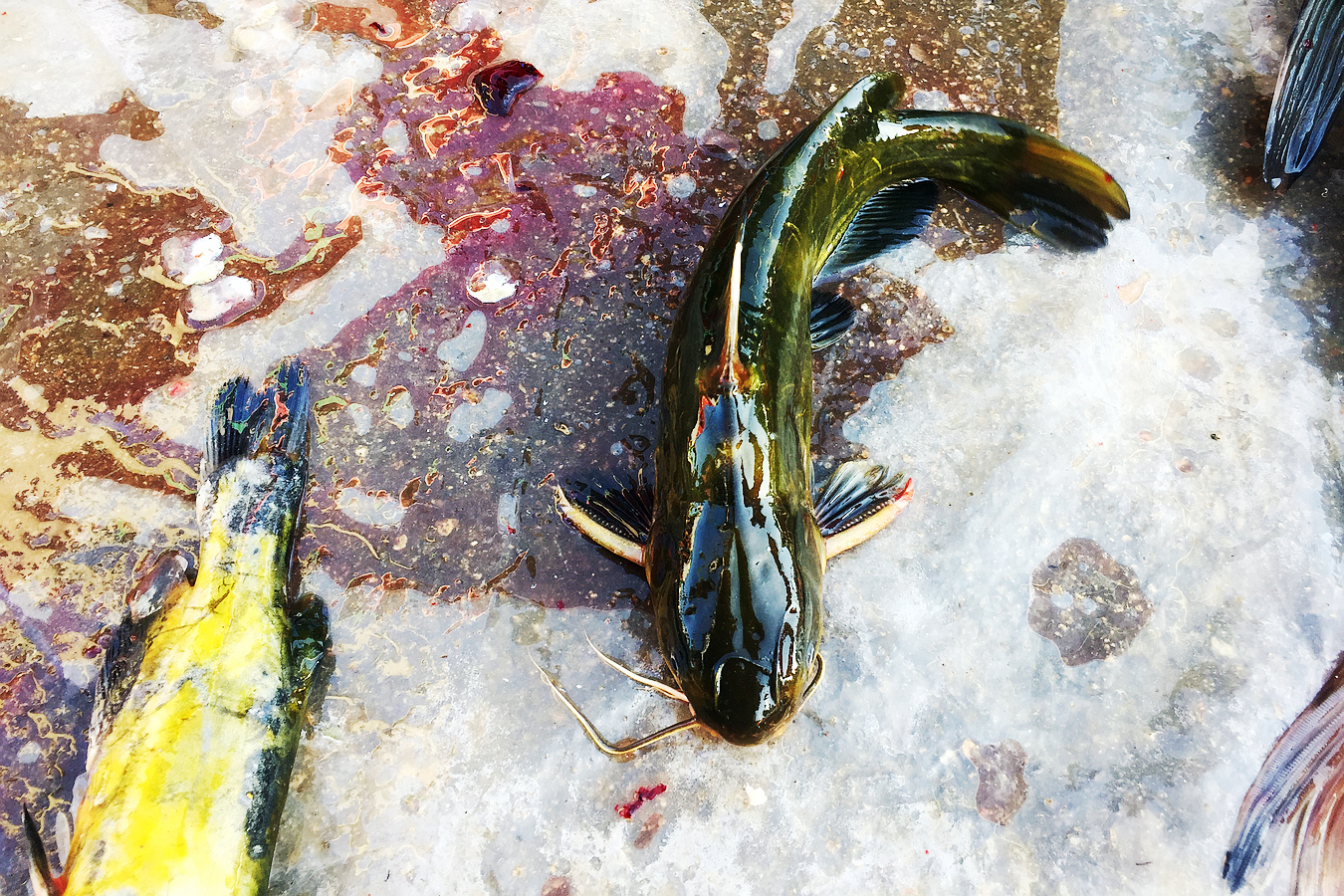 黃顙魚的營養價值非常高,富含蛋白質,含有不飽和脂肪酸和一定量的銅