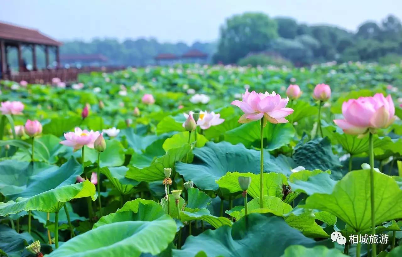 醉美图集|荷塘月色湿地公园内的荷花,已然纵情绽放