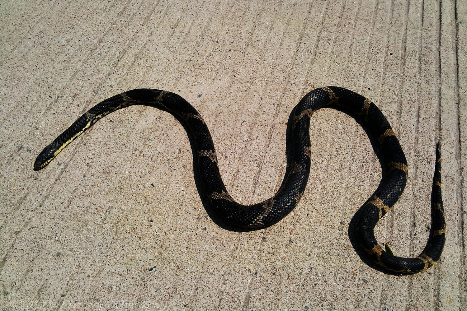 农村常见的黑蛇图片