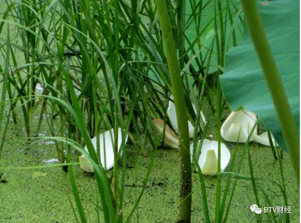 螢火蟲產卵於枯草上大暑時螢火蟲卵化而出大暑三候——白居易此時身