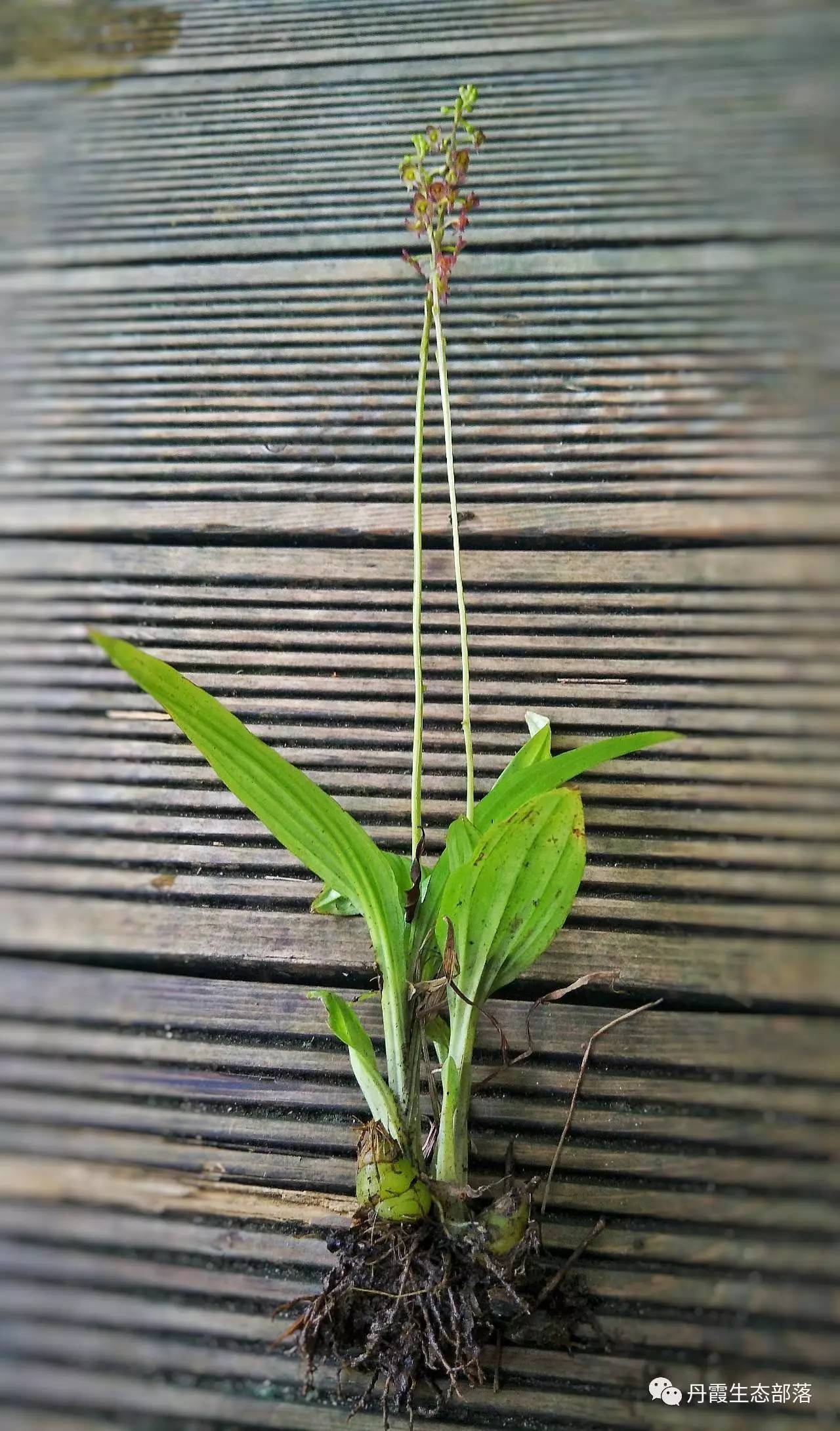 養眼丹霞山首次發現深裂沼蘭