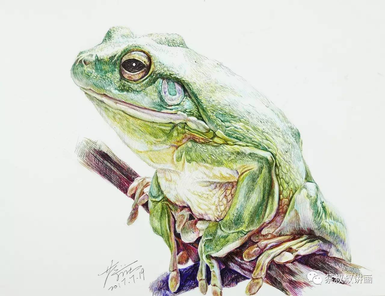 圆珠笔画:树蛙