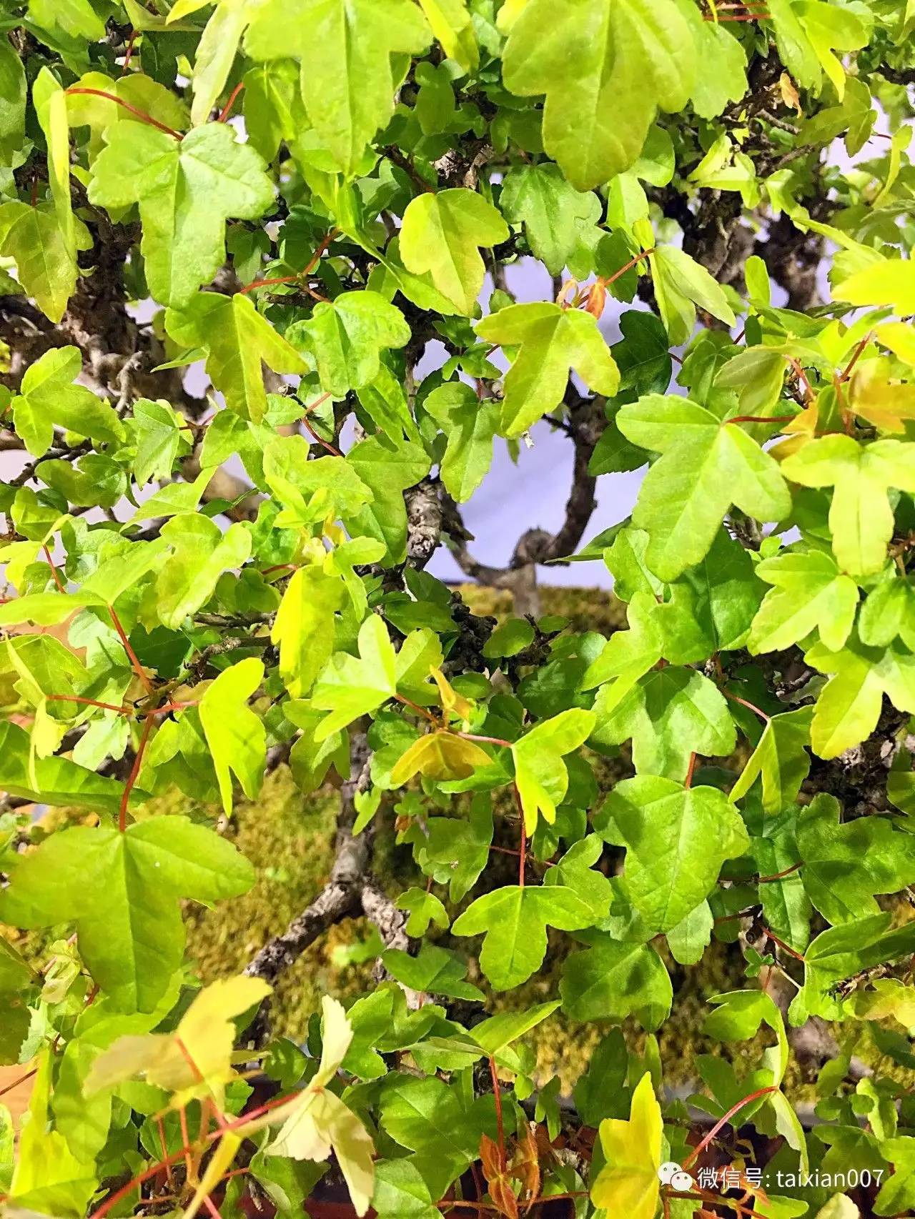 唐枫微盆景该品种三角枫叶厚,叶片蜡质厚,大夏天尽管晒 不容易晒焦叶