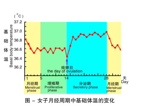 在月经周期中,什么时候最适合怀孕呢?