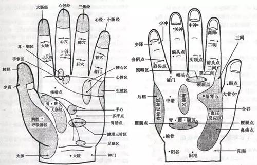 左手掌对应器官图图片