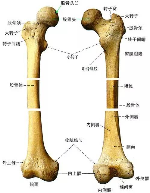 股骨颈基底图片