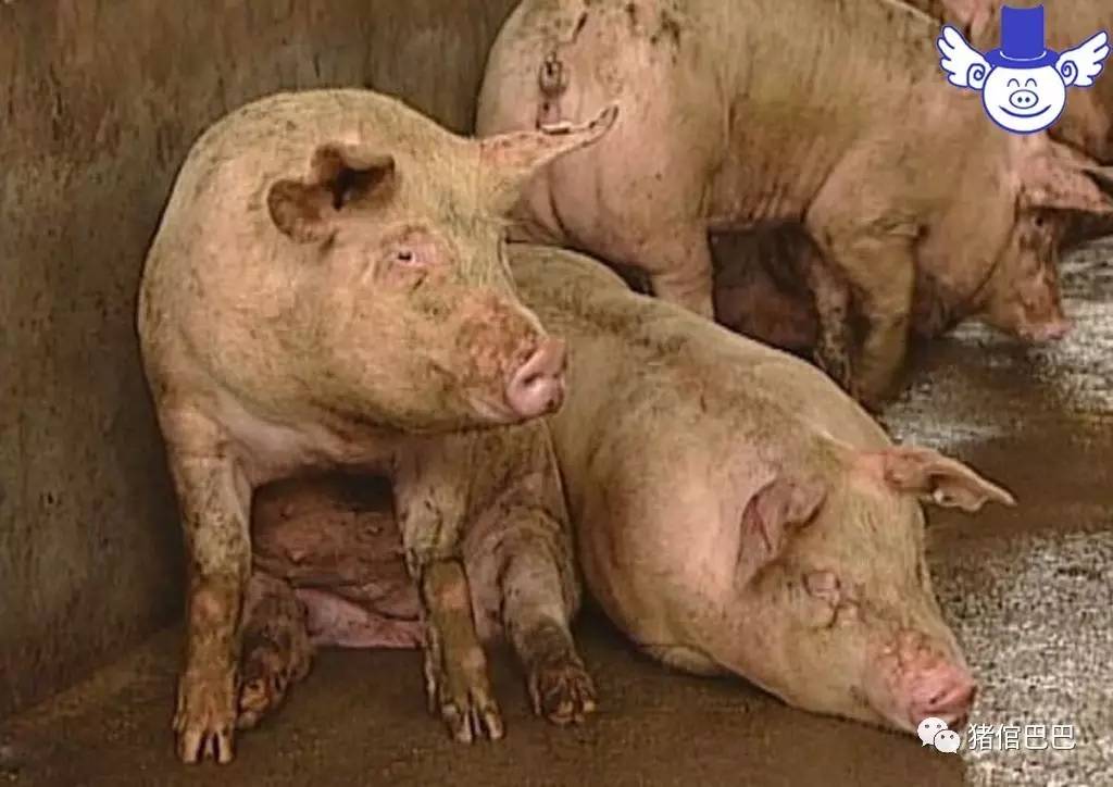 猪流感和猪感冒的区别这种基础知识养猪人一定要懂