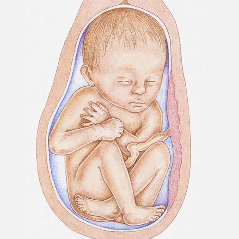 怀孕1到10月的婴儿图图片